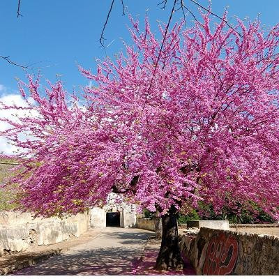 Imagem 3 de 6 de Árvore De Judas Ou Amor Bonsai Cercis Siliquastrum Sementes