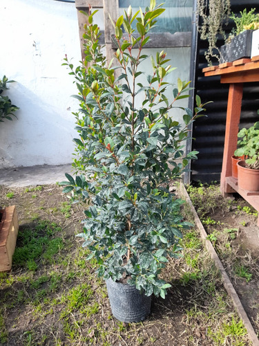 Planta Eugenias Ideal Para Cercos O Para Decorar Tu Jardín