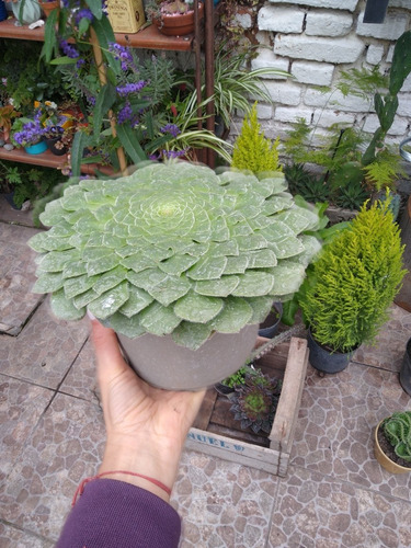 Suculenta Aeonium Tabulaeforme