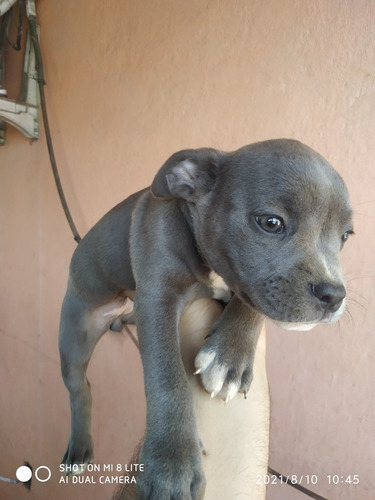 Imagem 1 de 5 de American Bully Pocket