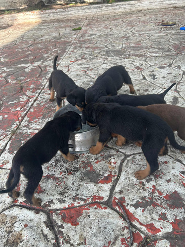 Rottweiler Cachorros, 5 Hembras(negro/marron, 1 Macho,marrón