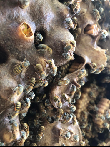Miel Melipona Beecheii (2 Goteros 10g)