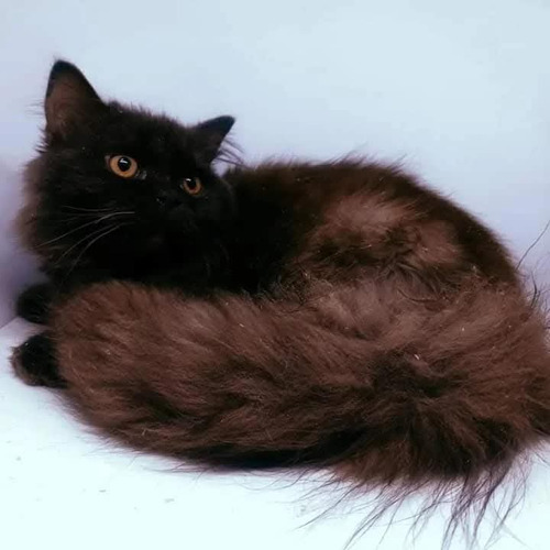 British Longhair Gatitos