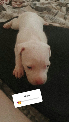 Filhote De Dogo Argentino