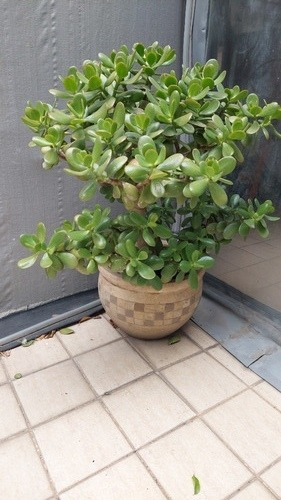Plantas Monedita De La Suerte Con Maceta Y Tierra Fertil