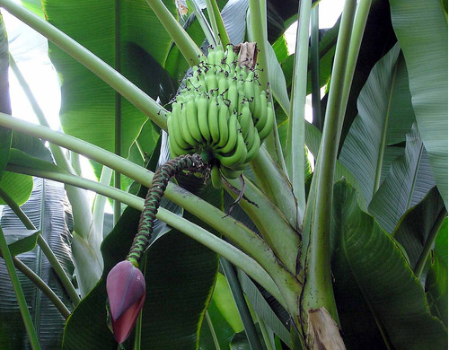 Planta De Plátano Macho ( M. Balbisiana ) Más Semillas 