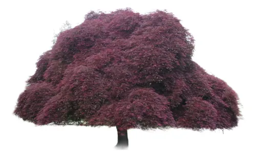 Acer Palmatum, Acer Inaba Shidare, Acer Colección 10lts