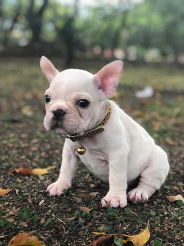 Cachorros Bulldog Frances De Color Fawn Crema Colombia