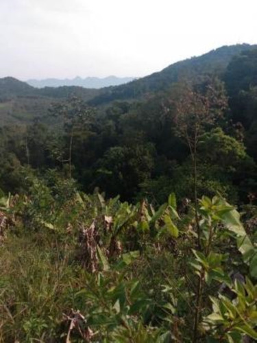 Imagem 12 de 19 de Sítio Em Itariri, Com 242.000 M² De Área Total E Com Diversas Árvores Frutíferas, 05 Nascentes E Riacho Com Pequena Cachoeira, Analisa Veículo Como Parte De Pagamento Ref: 7269/ac
