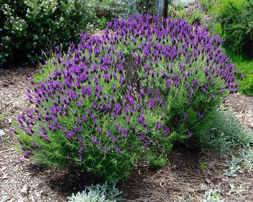 Imagen 2 de 2 de Lavanda (planta) , Lavanda Stoechas , Lavanda Española