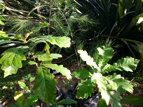 Roble Blanco (roble Americano)(quercus Macrocarpa)