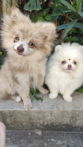 Pomerania Blanca Mini Cara De Oso Blanco