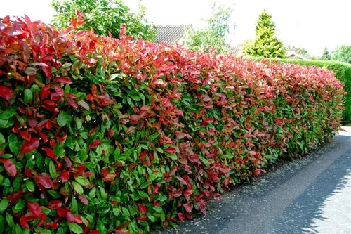 Fotinia Photinia - Sementes Para Mudas De Cerca Viva | Parcelamento sem  juros