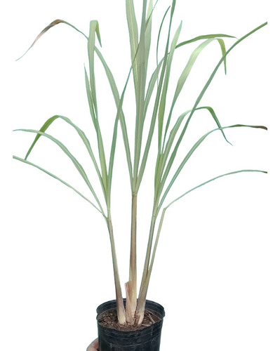 Lemon Grass. Plantines Orgánicos