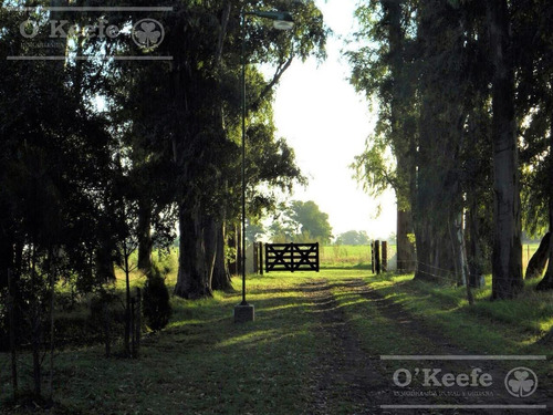 Imagen 6 de 23 de Chacra En Venta De 20 Has Sobre Ruta 3 - Combina Producción Y Descanso - Las Flores