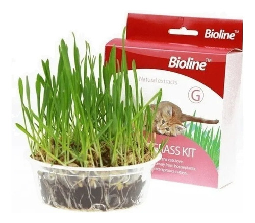 Kit De Cat Grass Hierba Gatera Catnip Pasto Bioline