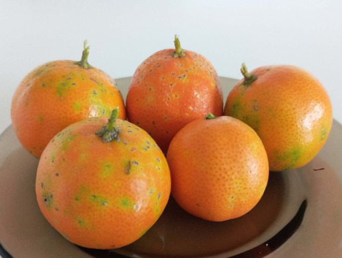 9 Semillas Mandarina Limon O Limon Paraguayo Organico Seguro