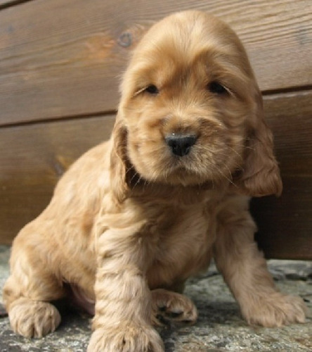 Hermosos Cachorros Cocker