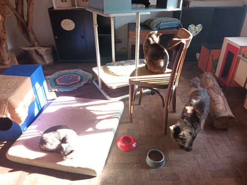 Guarderia Para Gatos. Kitten's Espacio Vacacional Gatuno