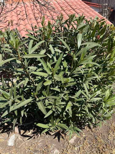 Vendo 2 Terrenos Planos, Las Arboledas, Sección Glorieta Ht527