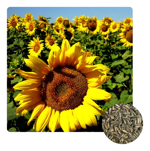 Sementes De Girassol Cv. Multissol Silagem 300g