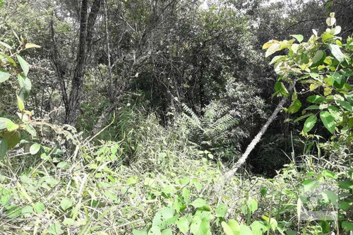 Imagem 3 de 4 de Lote À Venda No Arvoredo - Código 274031 - 274031