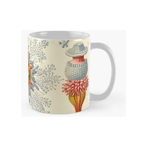 Taza Siphonophorae - Ernst Haeckel Calidad Premium