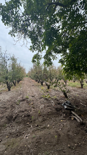 Oportunidad De Terreno Con Excelente Conexión A Ruta 5