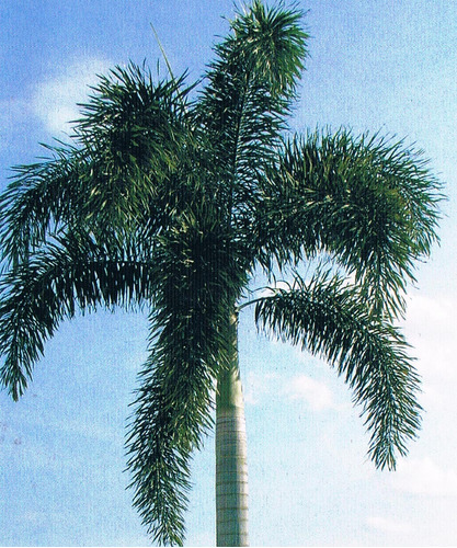 Palmera Cola De Zorro 10 Semillas. Germina Fácil  