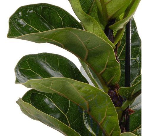 Ficus Pandurata Lyrata Grande 1mt Envío Caba Gratis