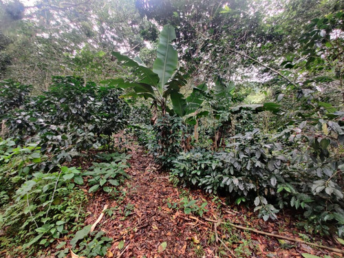 Venta De Terreno Guazara De Barahona
