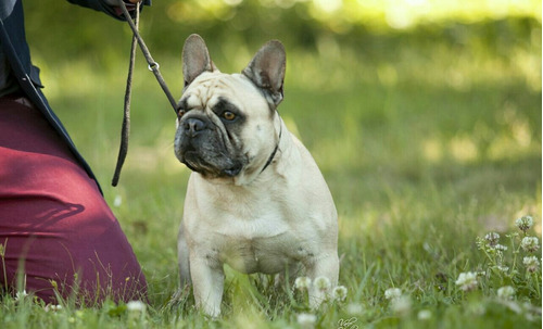 Bulldog Frances Pedigree Kcu Cachorros Microchip Excelentes