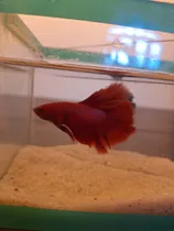 Comprar Peixe Betta De Linhagem Super Red Long Tail( Casal) + Brinde