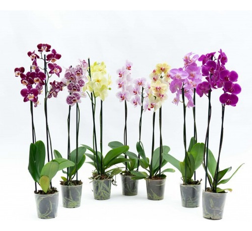 Orquídea Zapatilla De Dama