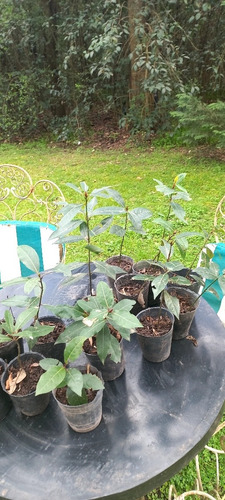 Plantas De Laurel