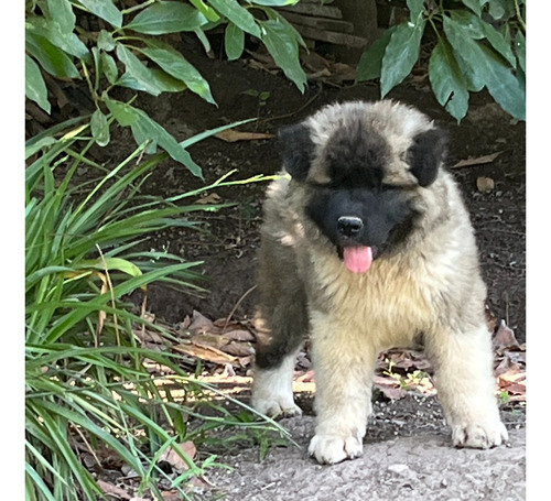 Cachorros Akita Americano Pelo Largo Inscritos En El Kcc. 