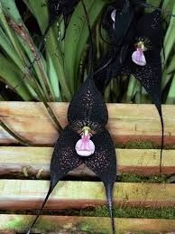 10 Sementes De Orquídea Cara De Macaco Black (muito Rara)