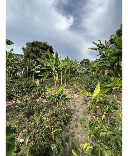 Se Vende Lote En Montenegro - Quindio