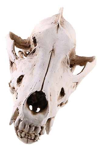 Esqueleto De Cabeza De Animal Artificial 6