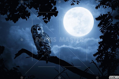 Papel De Parede Coruja Lua Céu Noite Sabedoria 8m² Anm15