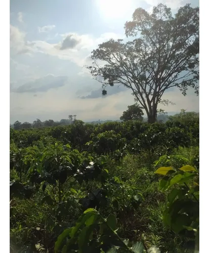 Venta Finca Circasia Via Armenia - 14 Cuadras