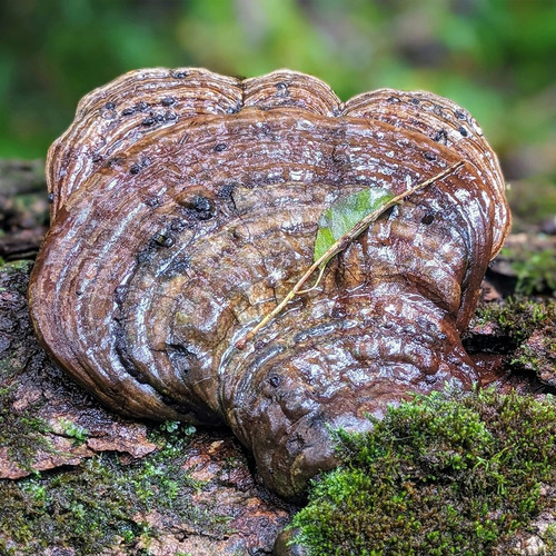 Pack X4 Doble Extracto 30ml Melena Reishi Cordyceps Shiitake Sin Sabor