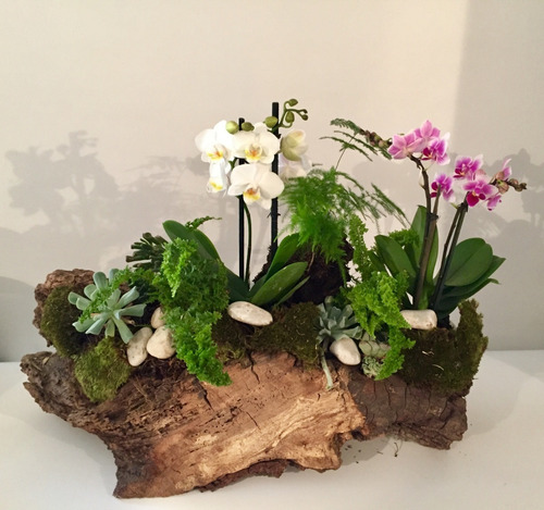 Arreglo De Orquídeas Phalaenopsis Mini (4 Varas) En Tronco