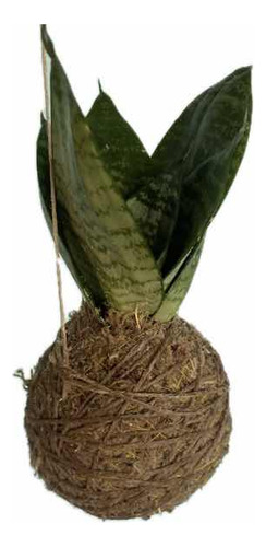 Kokedama Espada De São Jorge