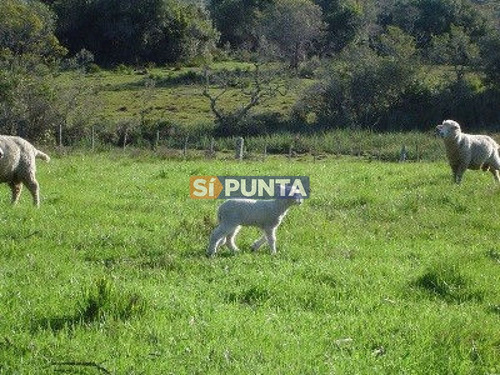 Imagen 9 de 30 de Campo Turistico Cerca De Punta Del Este