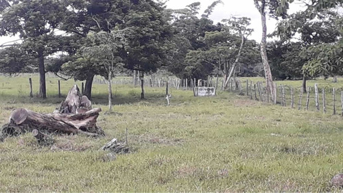 Imagen 14 de 16 de Finca Ganadera Doble Propósito Santo Domingo