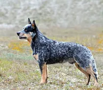 Comprar Cachorros Pastor Ganadero Australiano