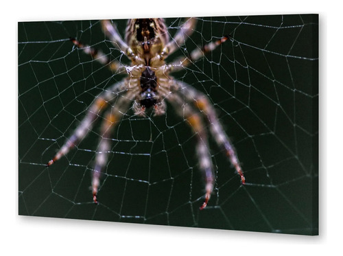 Cuadro Canvas Tarantula Araña Spider Insecto Wild P1