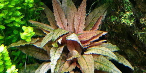 Cryptocoryne  Beckettii Planta Fácil Acuario Plantado 