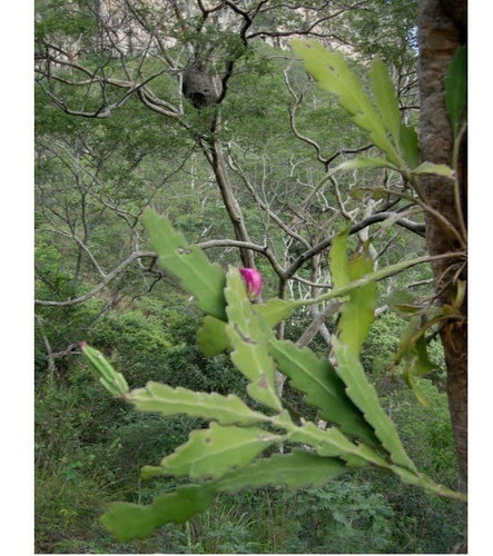 10 Semillas De Epiphyllum Phyllanthus Pitainha Fruta Exotica